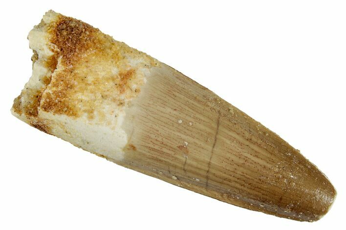 Fossil Spinosaurus Tooth - Real Dinosaur Tooth #266661